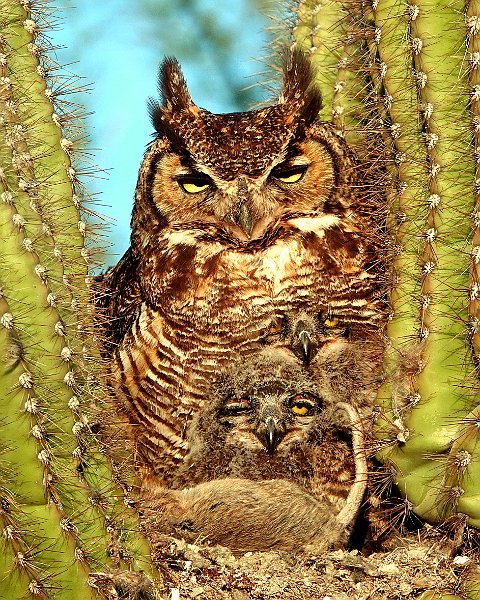 Great Horned Owl